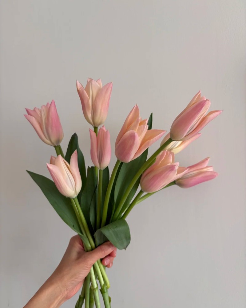 ảnh hoa tulip 14