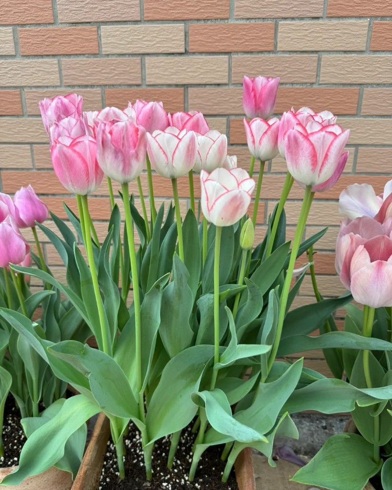 ảnh hoa tulip 16