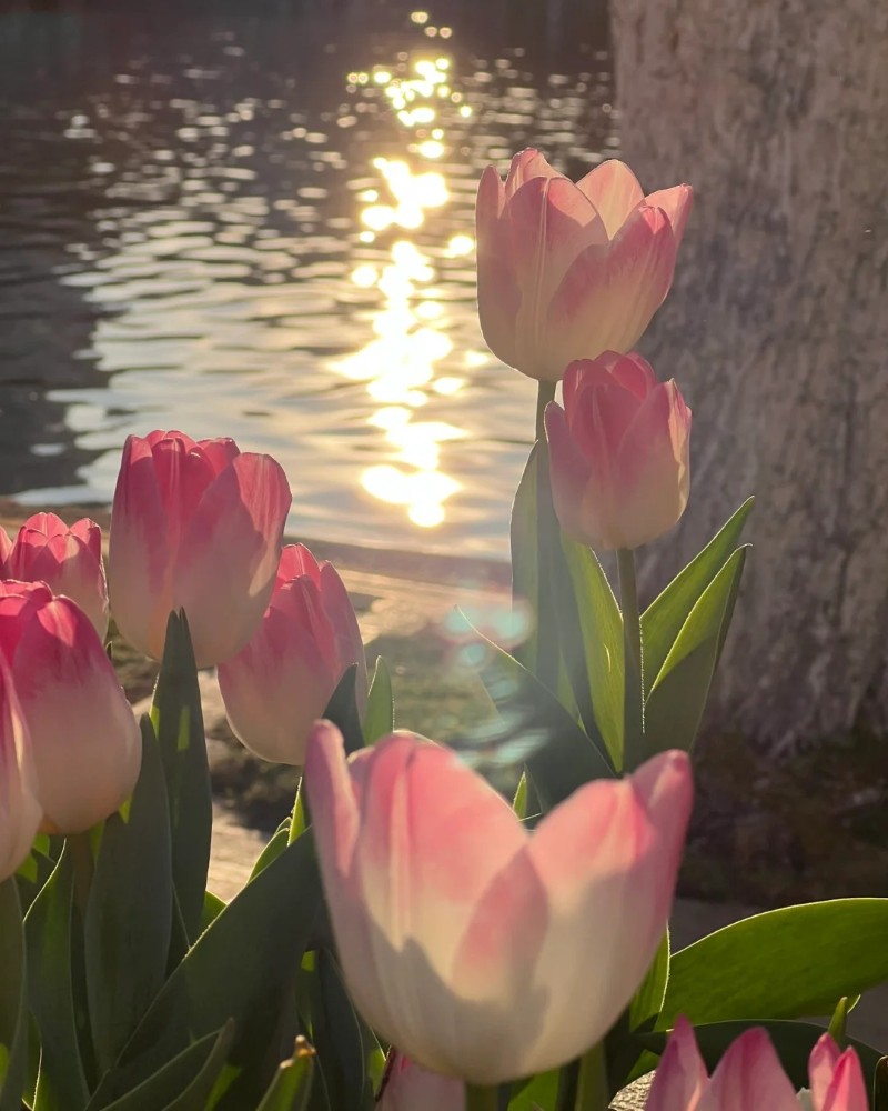 ảnh hoa tulip 17
