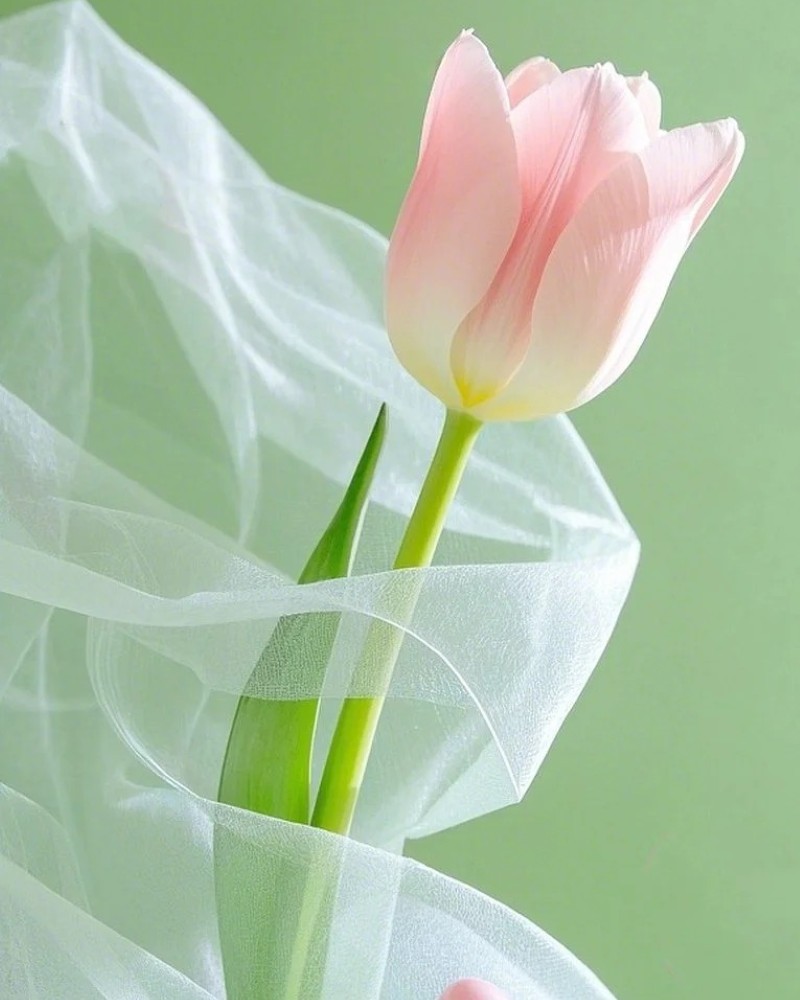 ảnh hoa tulip 18