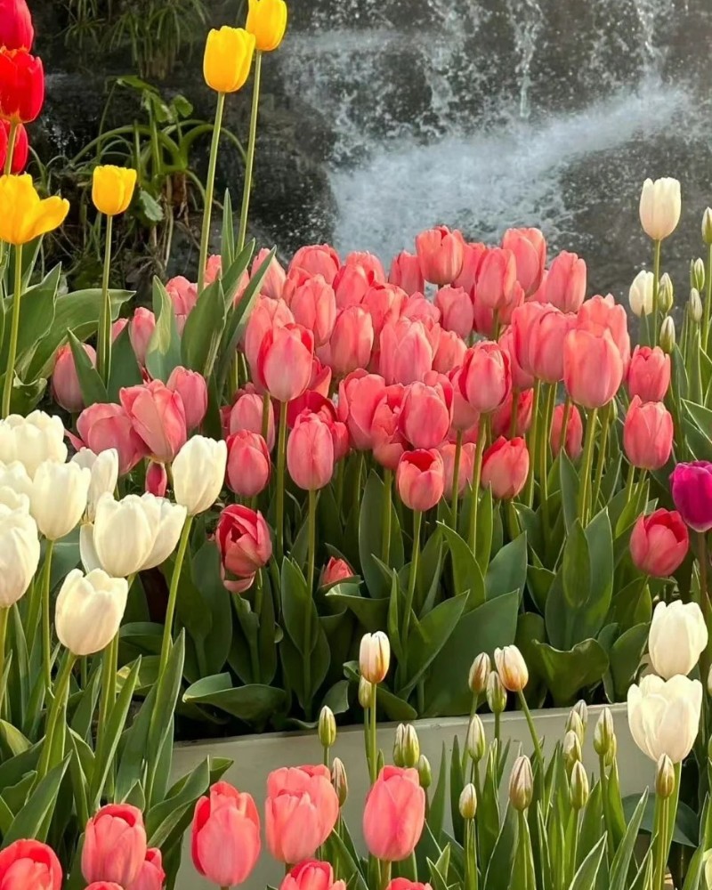 ảnh hoa tulip 19