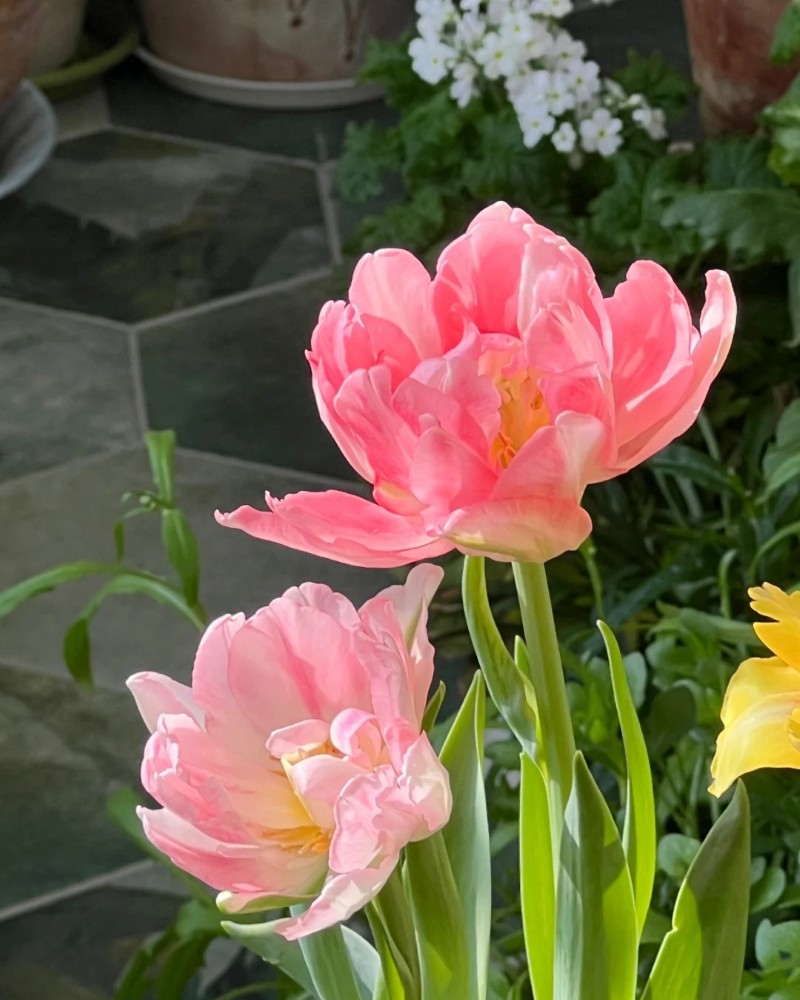 ảnh hoa tulip 2