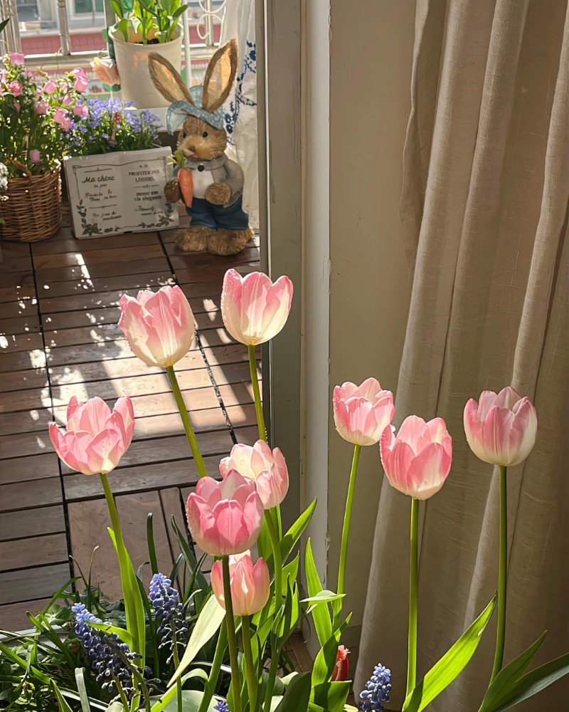 ảnh hoa tulip 20