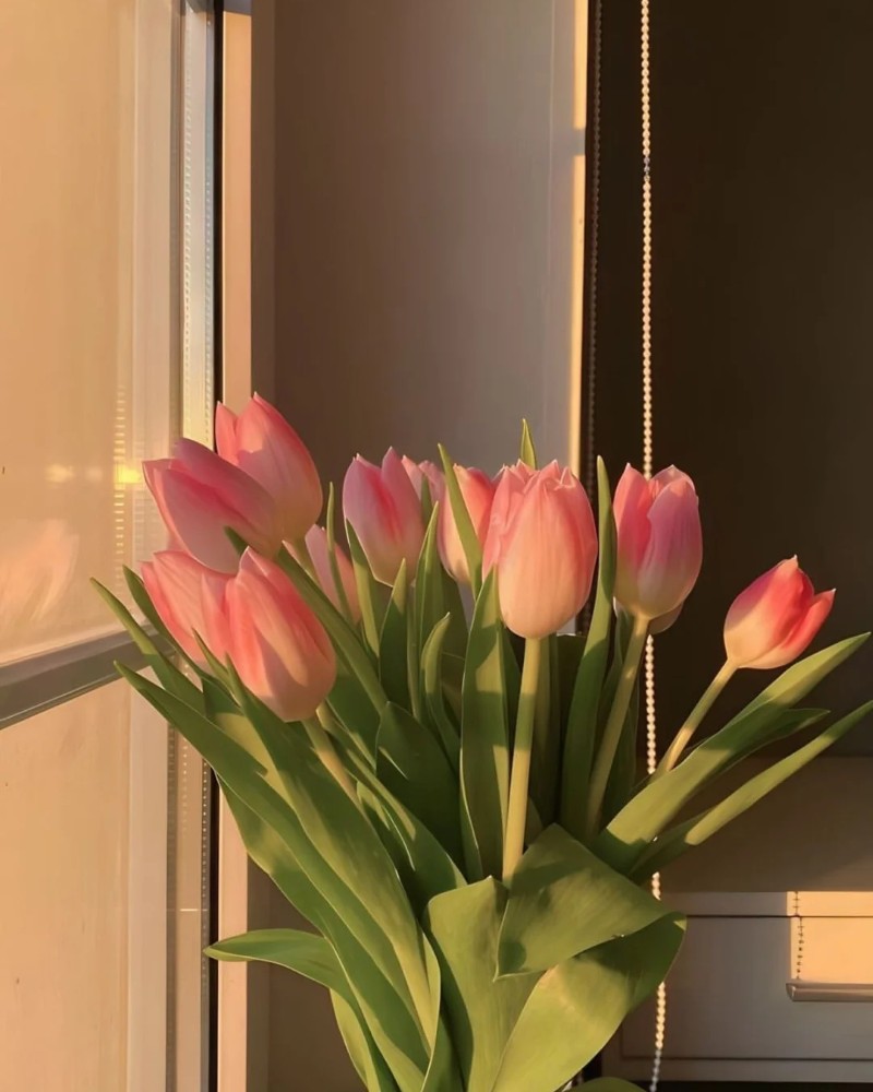 ảnh hoa tulip 23