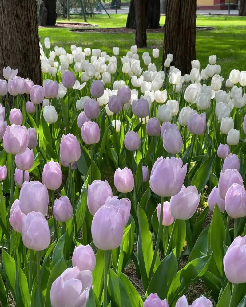 ảnh hoa tulip 24