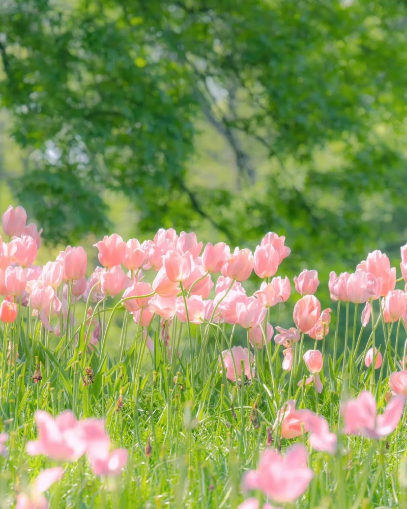ảnh hoa tulip 27