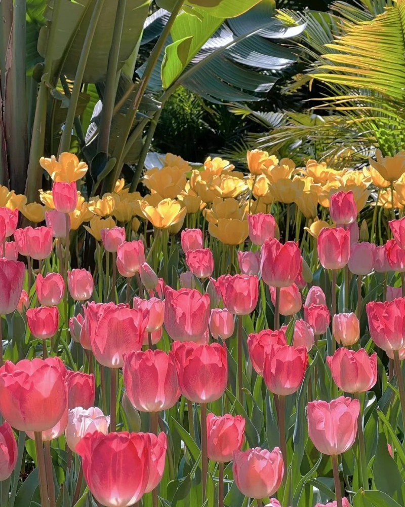 ảnh hoa tulip 28