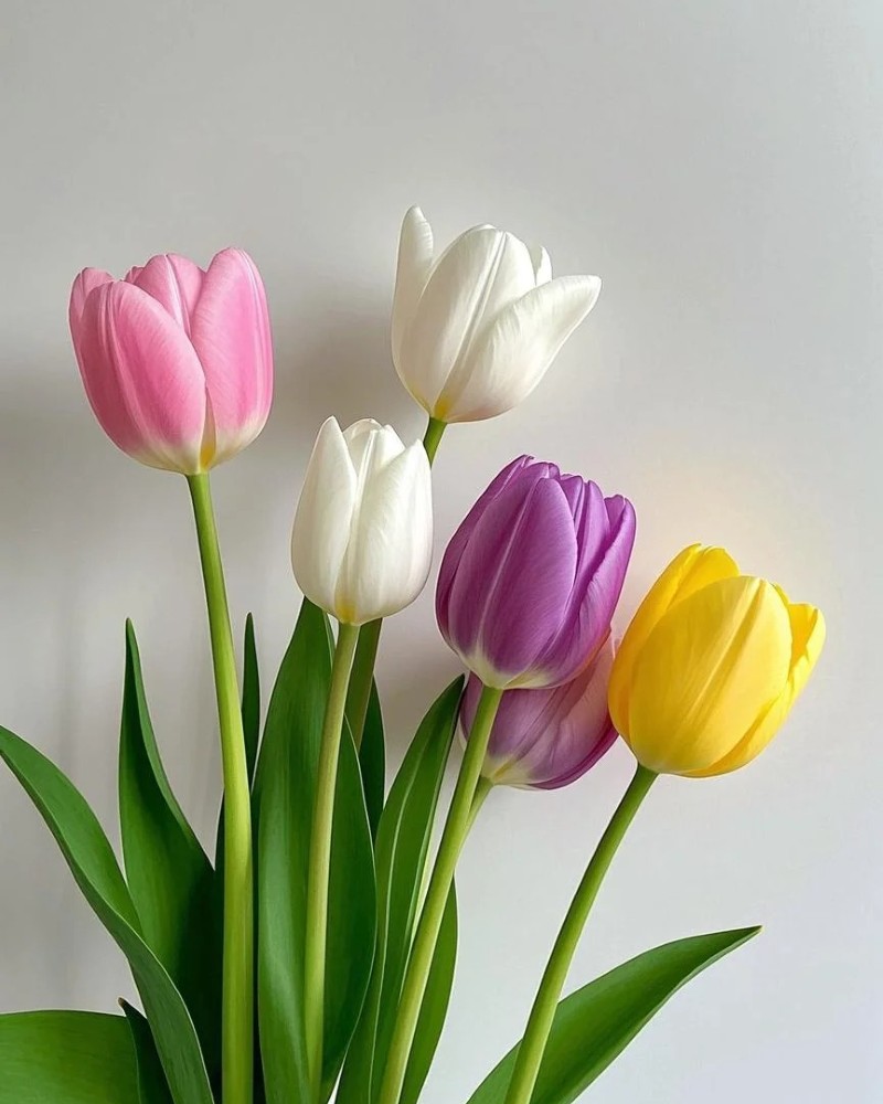 ảnh hoa tulip 29