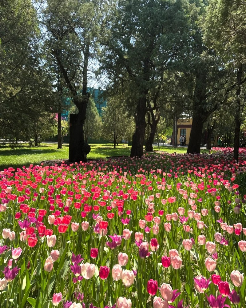 ảnh hoa tulip 3