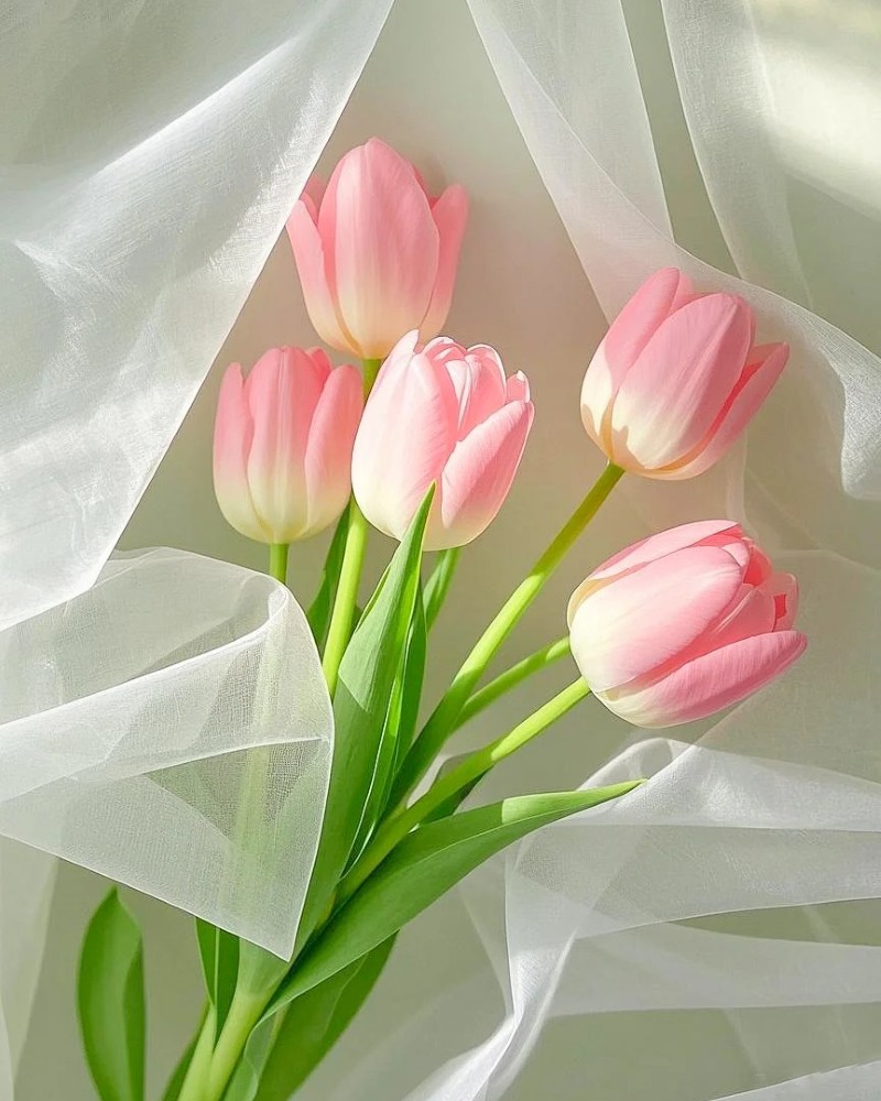 ảnh hoa tulip 4