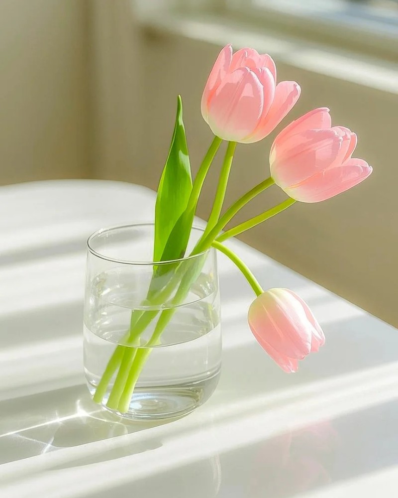 ảnh hoa tulip 5