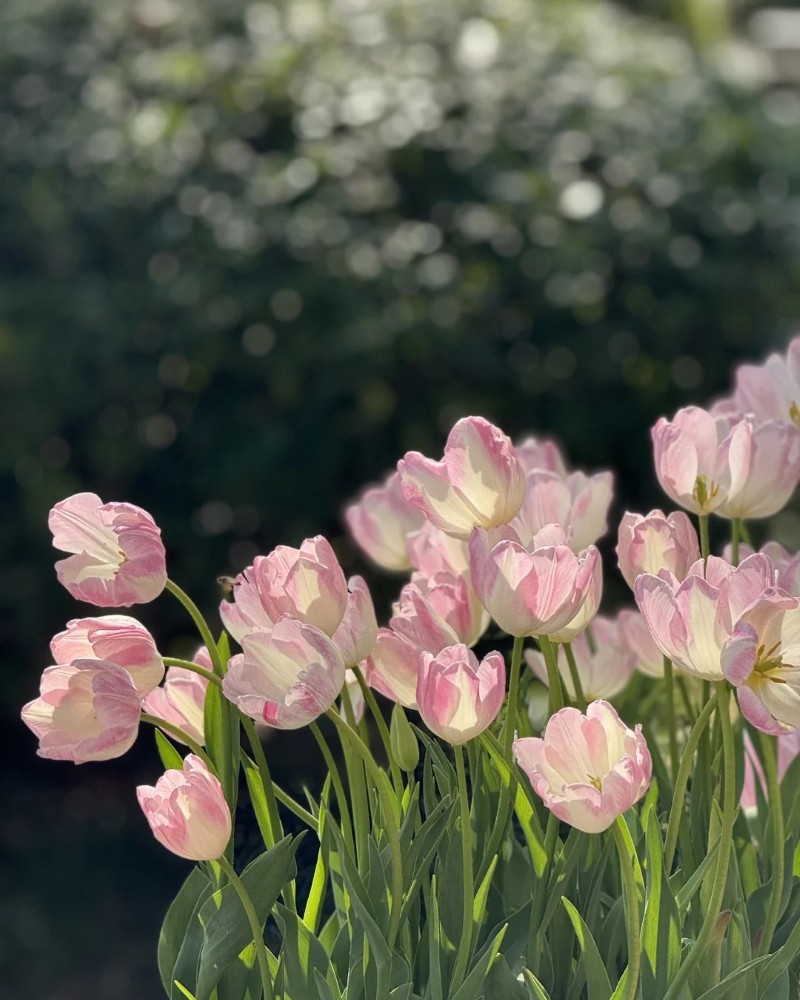 ảnh hoa tulip 6