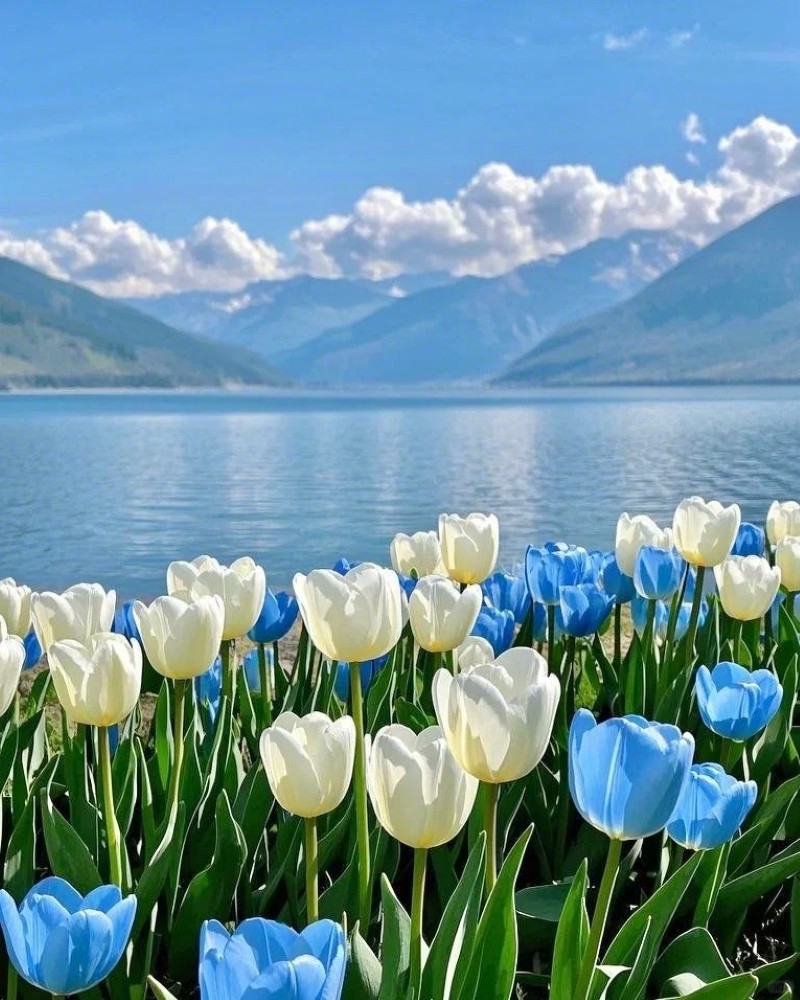 ảnh hoa tulip 7