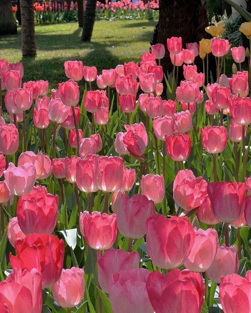 ảnh hoa tulip 8