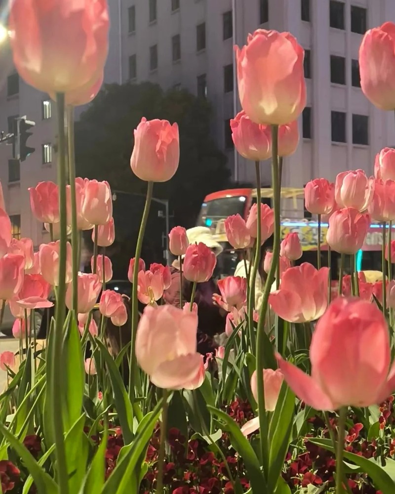 ảnh hoa tulip 9