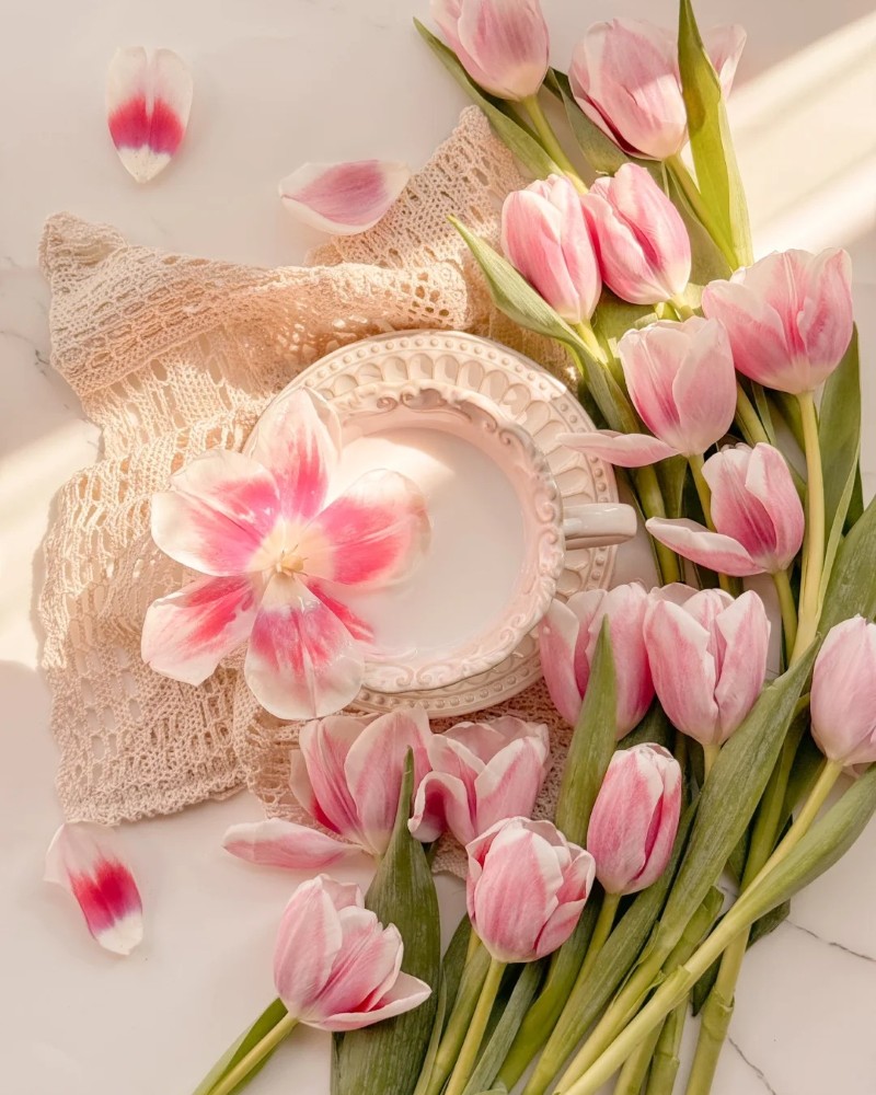 ảnh hoa tulip hồng