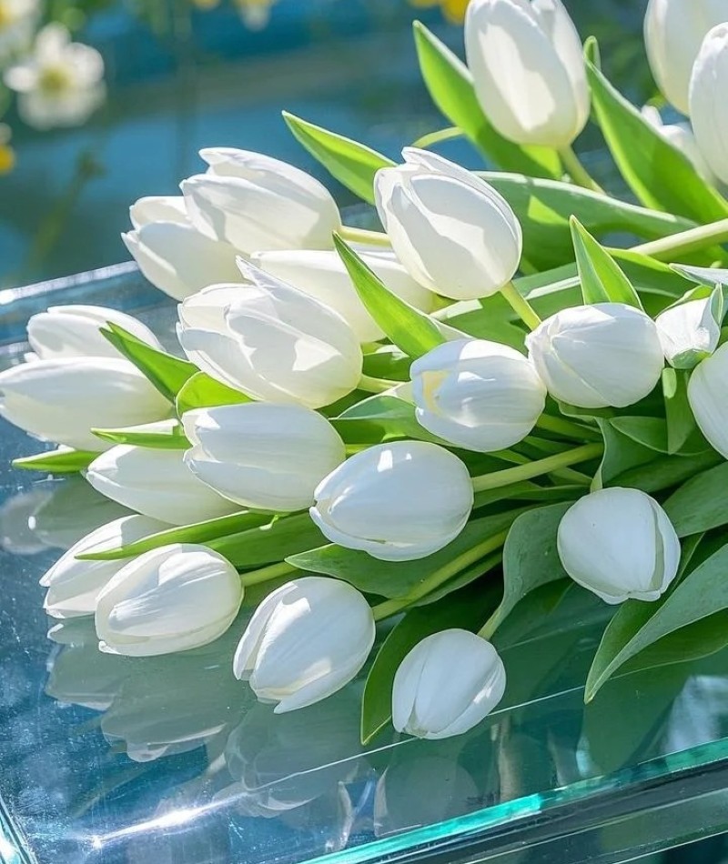 ảnh hoa tulip trắng 10
