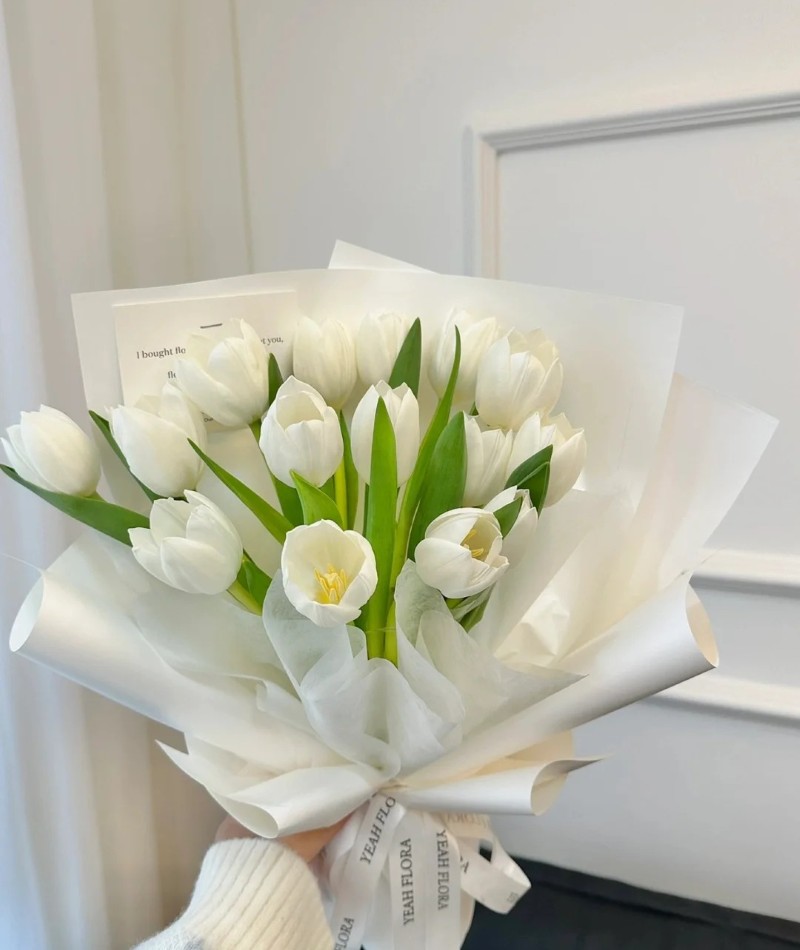 ảnh hoa tulip trắng 11