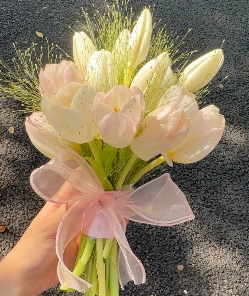 ảnh hoa tulip trắng 13