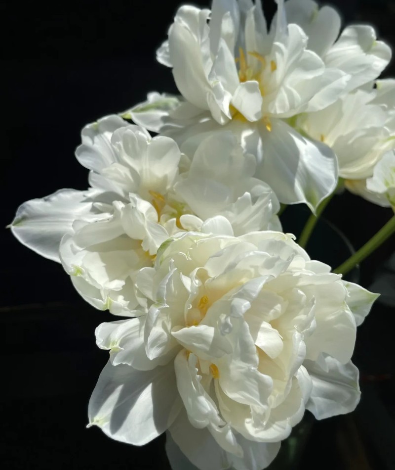 ảnh hoa tulip trắng 14