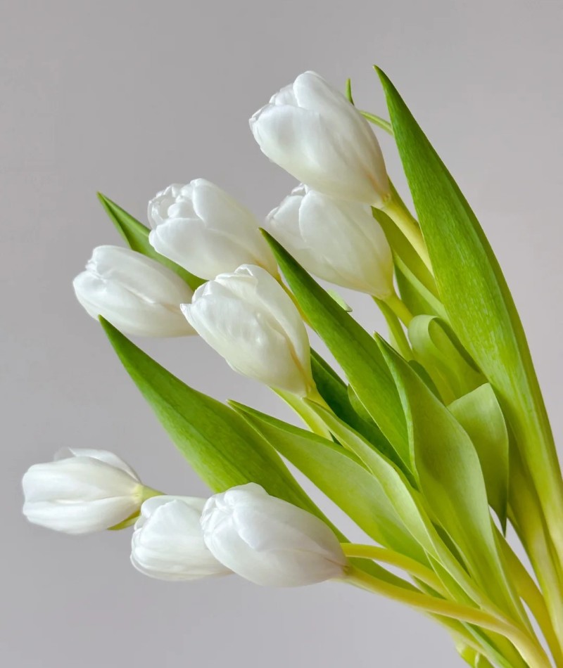 ảnh hoa tulip trắng 19