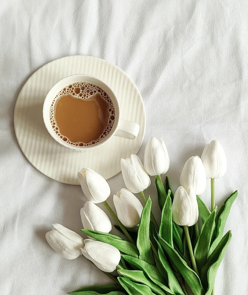 ảnh hoa tulip trắng 21