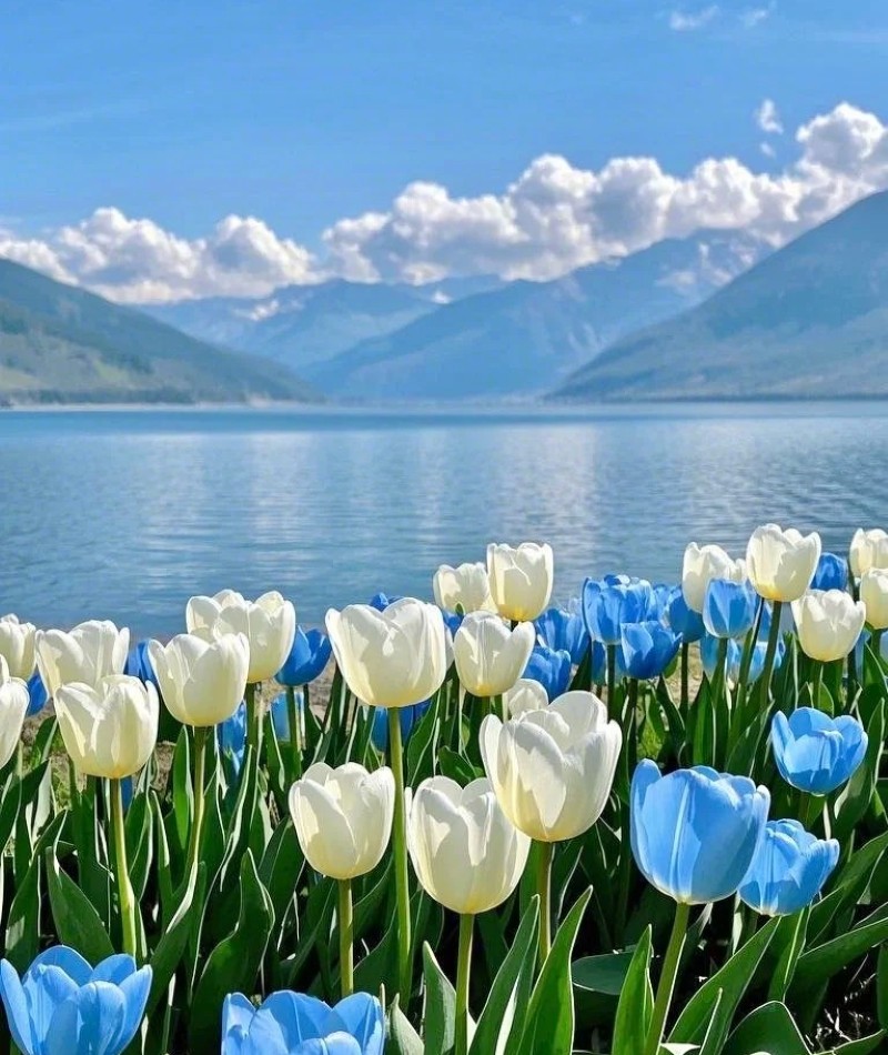 ảnh hoa tulip trắng 22
