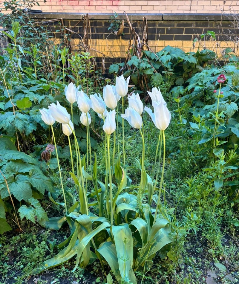 ảnh hoa tulip trắng 23