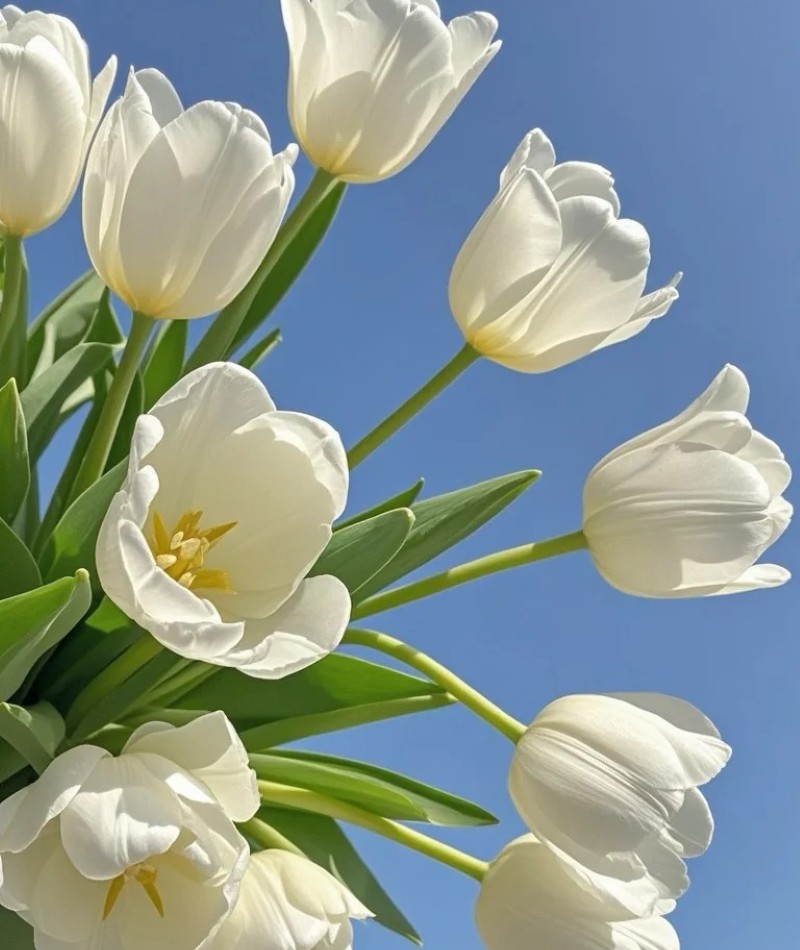 ảnh hoa tulip trắng 24