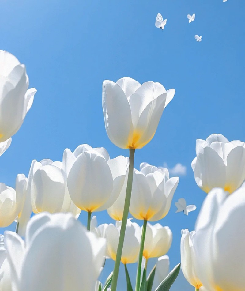 ảnh hoa tulip trắng 26