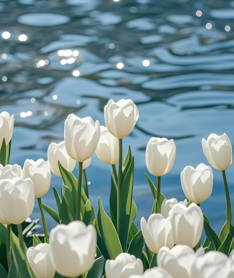 ảnh hoa tulip trắng 28