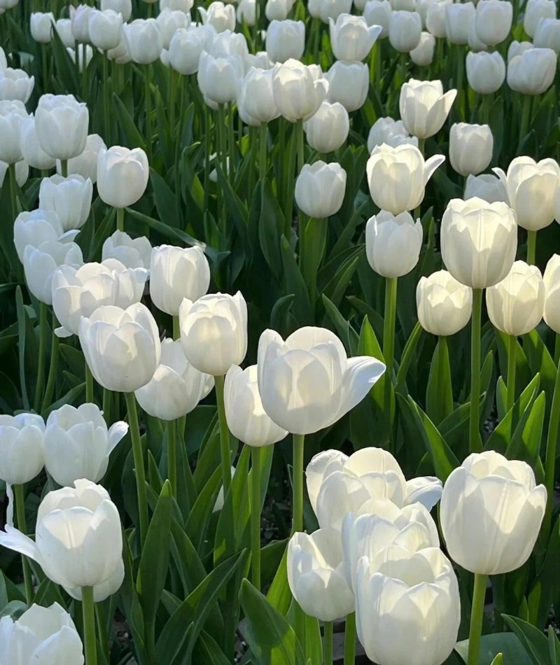 ảnh hoa tulip trắng 29
