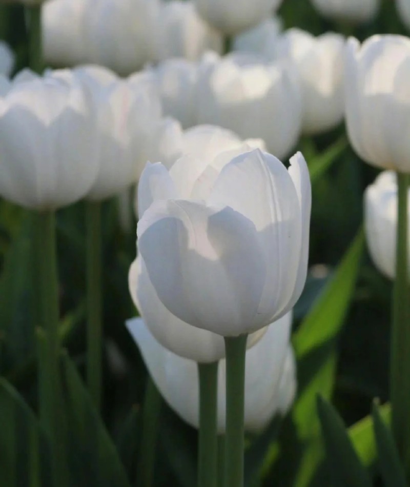 ảnh hoa tulip trắng 30