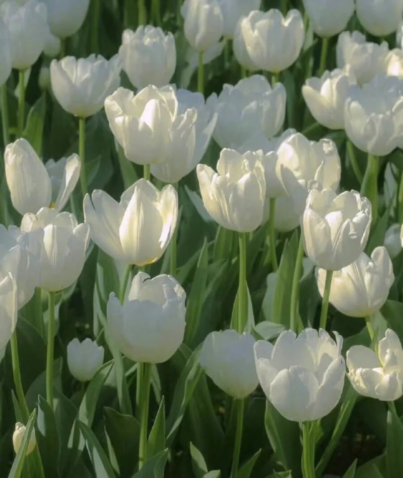ảnh hoa tulip trắng 31