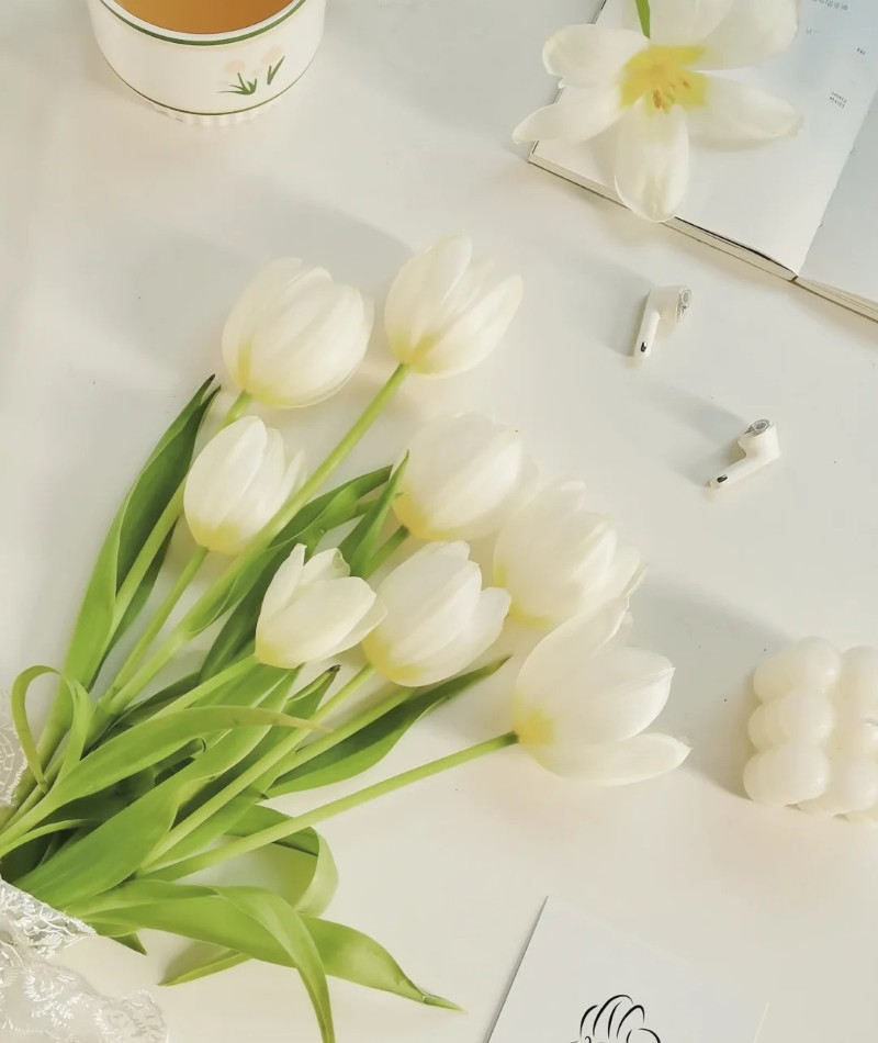 ảnh hoa tulip trắng 32