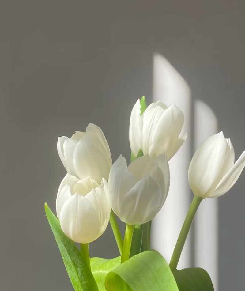 ảnh hoa tulip trắng 34