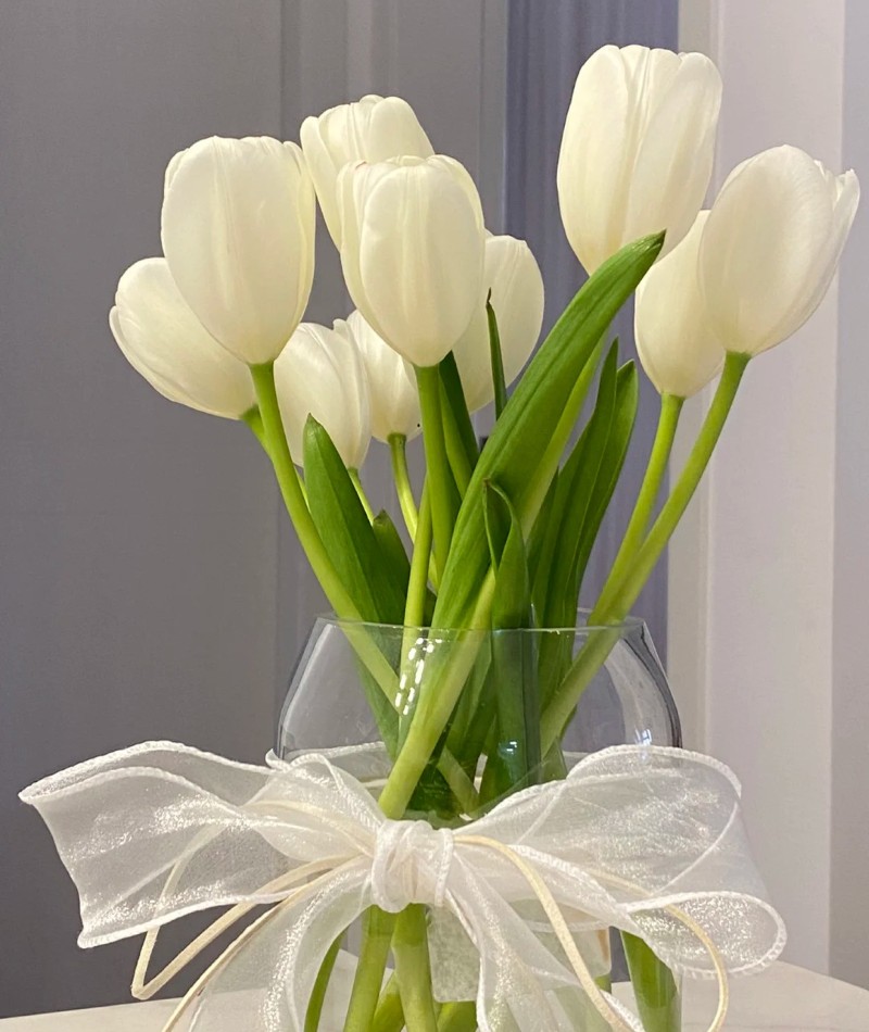 ảnh hoa tulip trắng 35