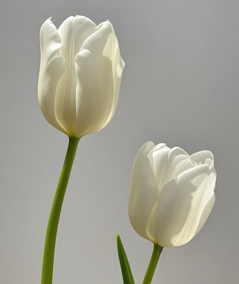 ảnh hoa tulip trắng 37