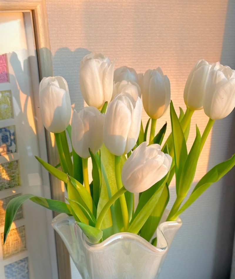 ảnh hoa tulip trắng 39