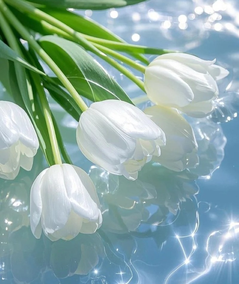 ảnh hoa tulip trắng 4