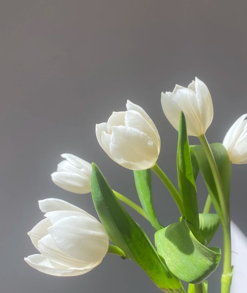 ảnh hoa tulip trắng 40