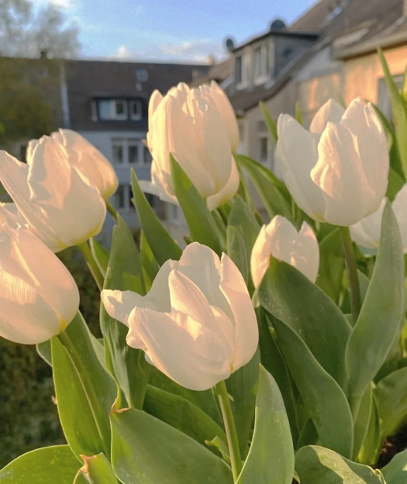 ảnh hoa tulip trắng 42