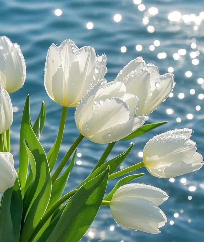 ảnh hoa tulip trắng 7