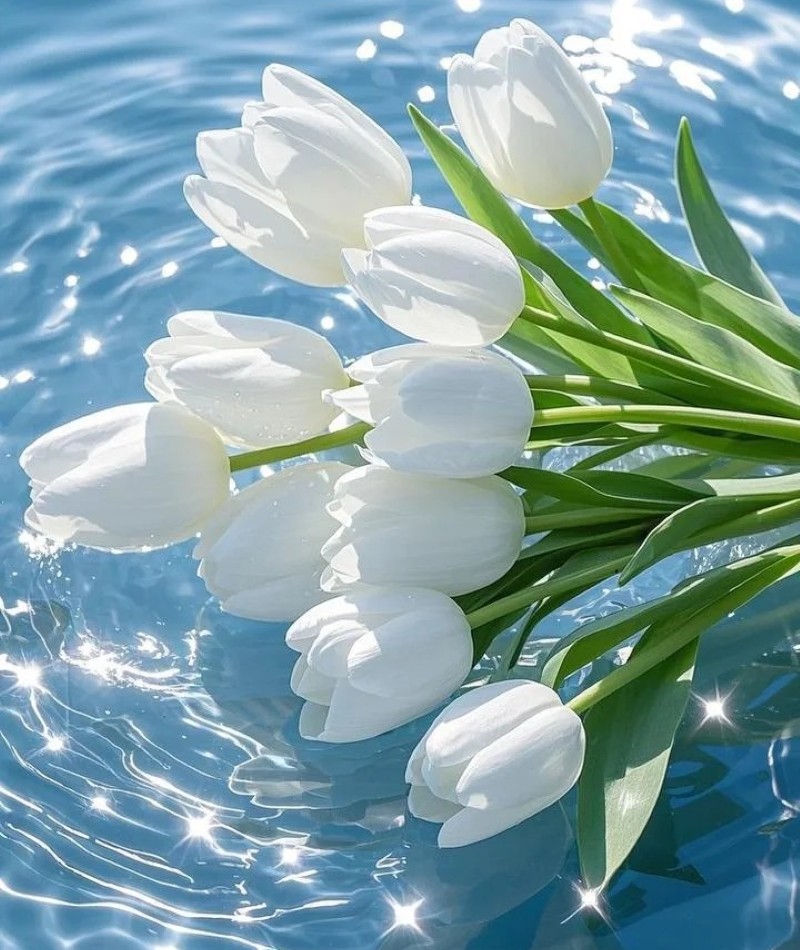 ảnh hoa tulip trắng 8