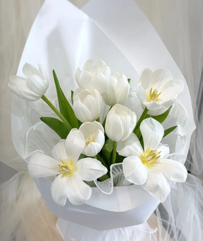 ảnh hoa tulip trắng chill