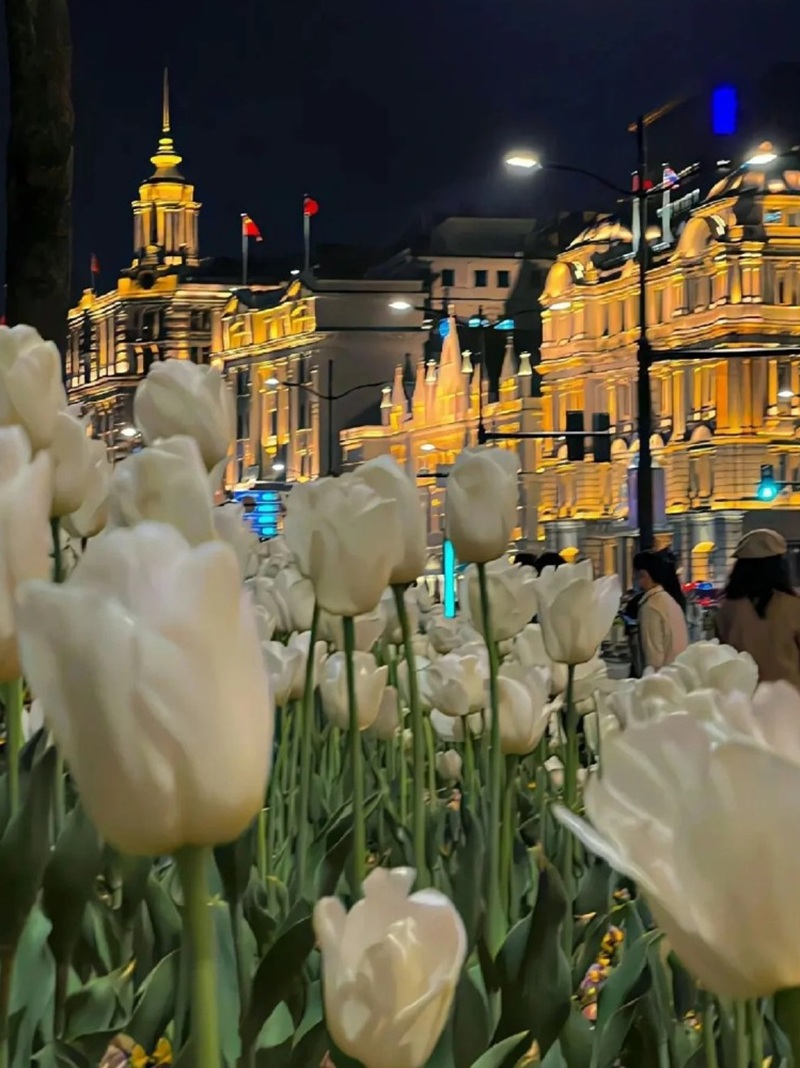 ảnh hoa tulip trắng