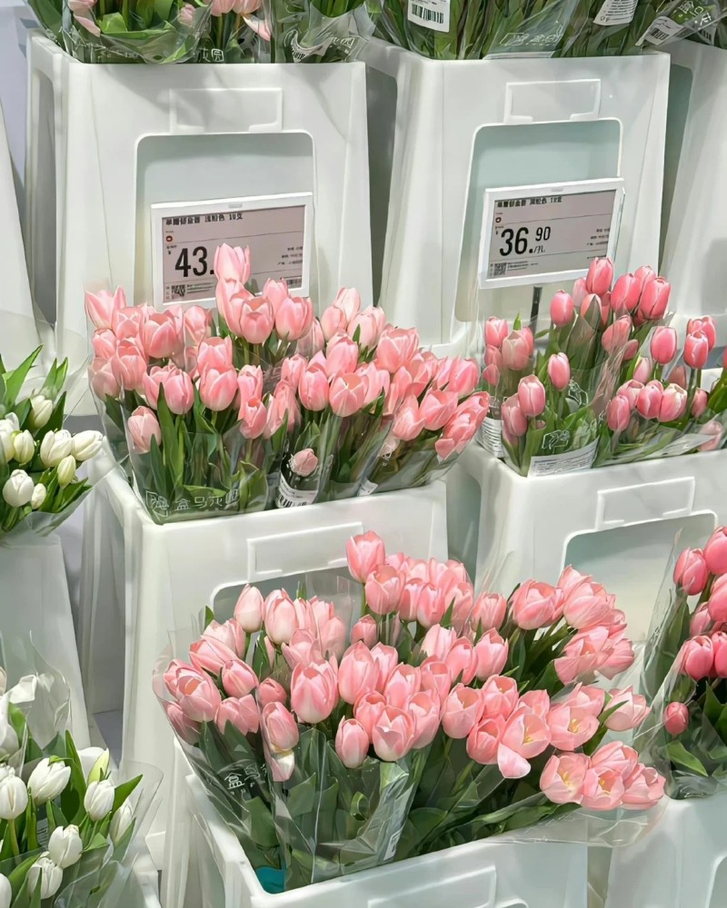 ảnh hoa tulips