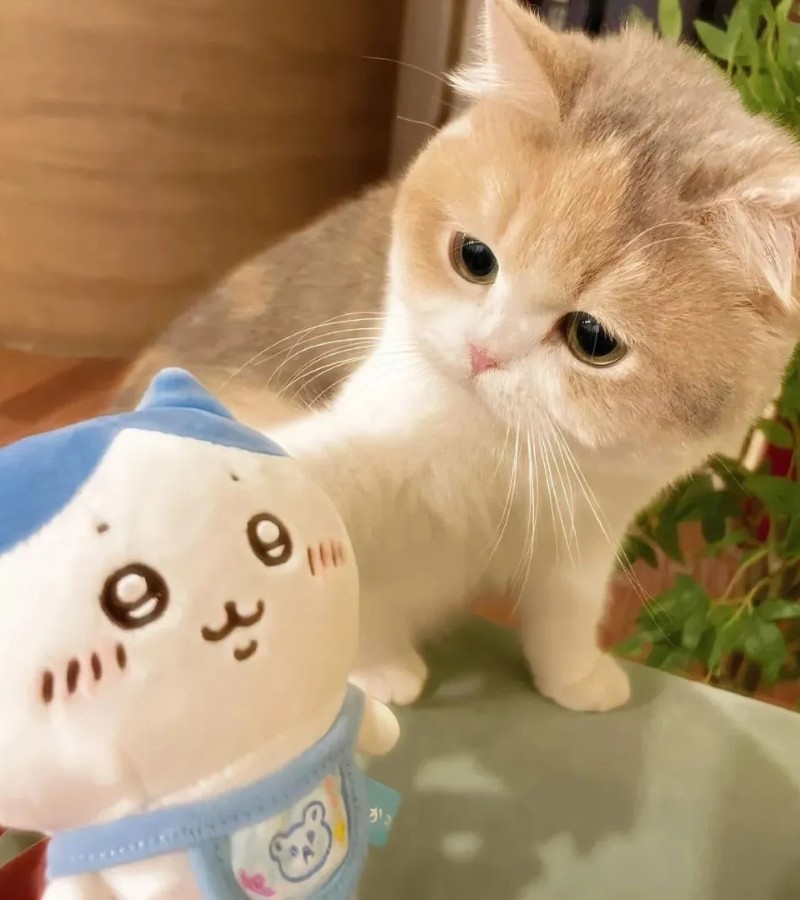 ảnh mèo bựa 24