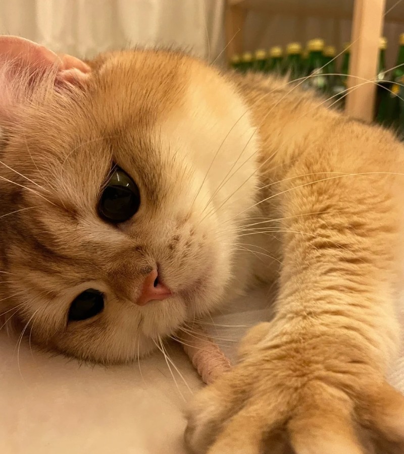 ảnh mèo bựa 6