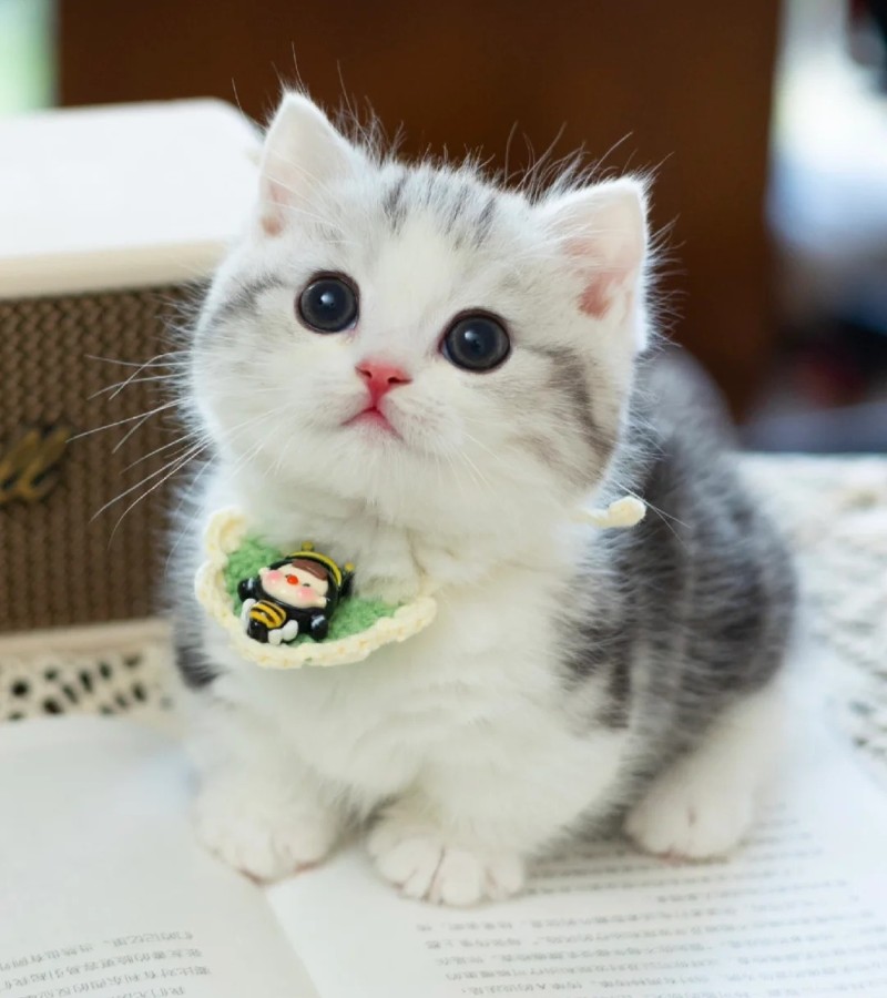ảnh-mèo-cute-10